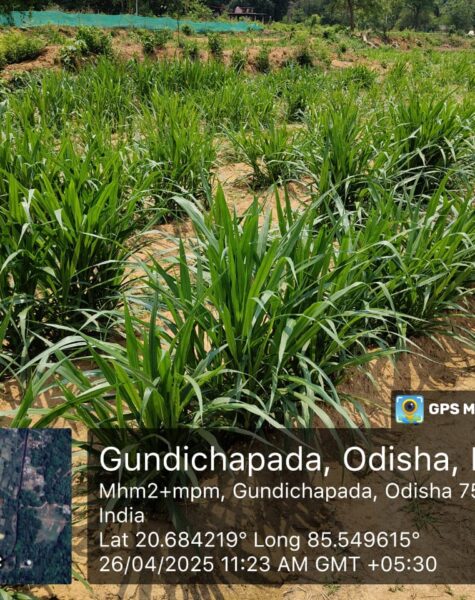 Copy of WhatsApp Image 2025-04-29 at 1.16.57 PM