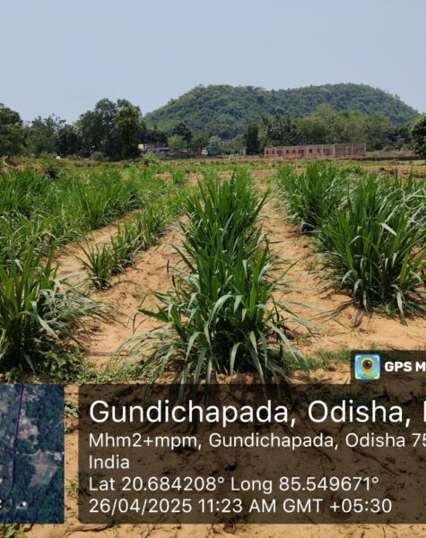 Copy of WhatsApp Image 2025-04-29 at 1.16.58 PM